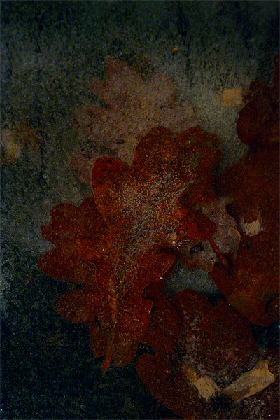 Frozen oak leafs Picture Board by Doug McRae
