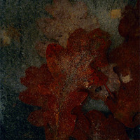 Buy canvas prints of Frozen oak leafs by Doug McRae