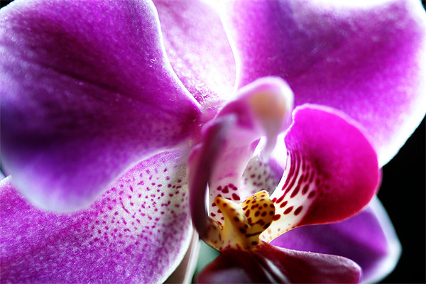 Orchid Picture Board by Doug McRae
