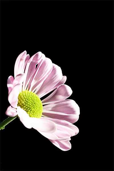 Pink Chrysanthemum Picture Board by Doug McRae