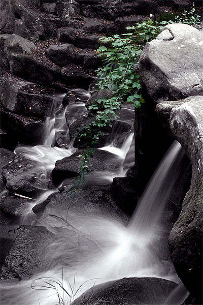 Ivy water fall Picture Board by Doug McRae