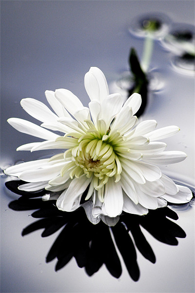 Spider Chrysanthemum Picture Board by Doug McRae