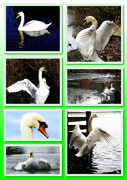 Collage of swans Picture Board by Doug McRae