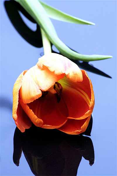 Orange tulip Picture Board by Doug McRae