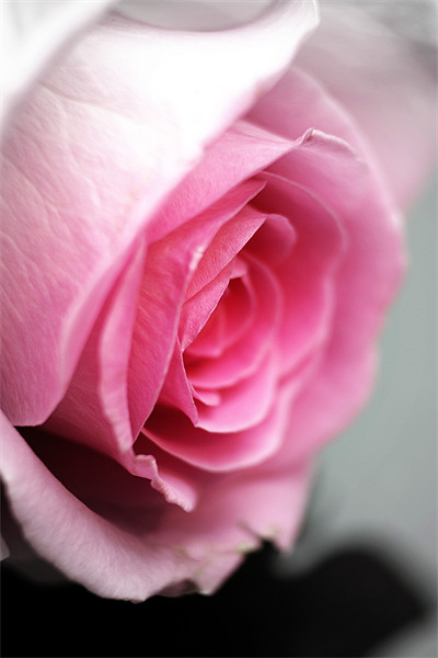 Pink Rose Picture Board by Doug McRae