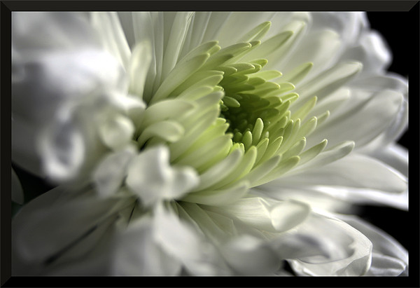 Framed chrysanthemum Picture Board by Doug McRae