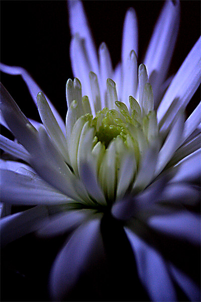 chrysanthemum crown Picture Board by Doug McRae