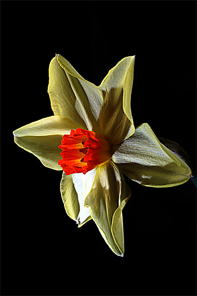 Daffodil head Picture Board by Doug McRae