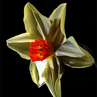Buy canvas prints of Daffodil head by Doug McRae
