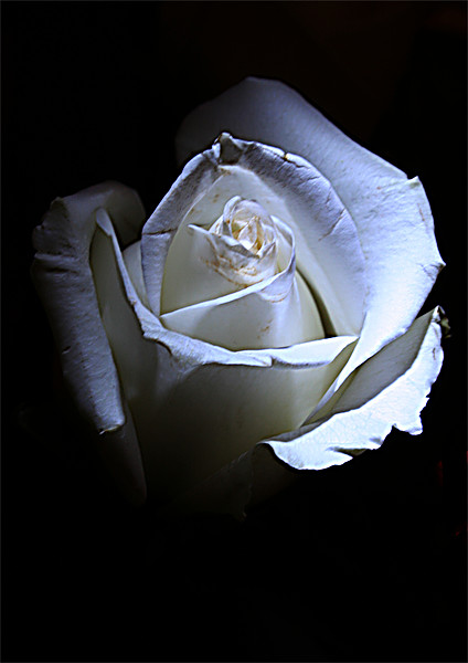White rose Picture Board by Doug McRae