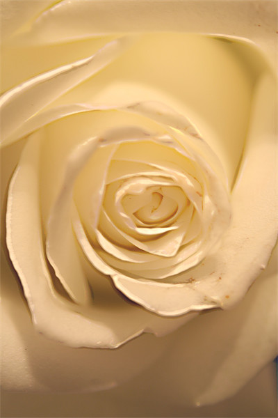 Rose White Picture Board by Doug McRae