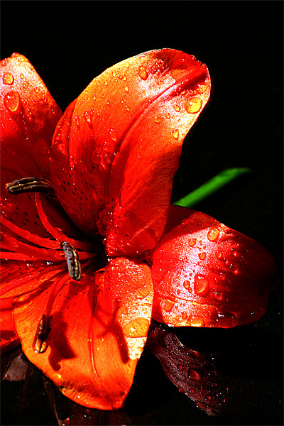 Red lilly Picture Board by Doug McRae