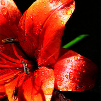 Buy canvas prints of Red lilly by Doug McRae