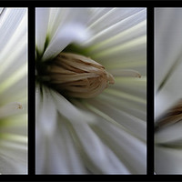 Buy canvas prints of Chrysanthemum triptych by Doug McRae