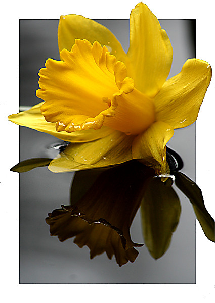 Daffodil in 3d Picture Board by Doug McRae