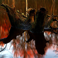 Buy canvas prints of beech stump by Doug McRae