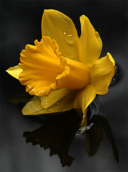 Daffodil Picture Board by Doug McRae