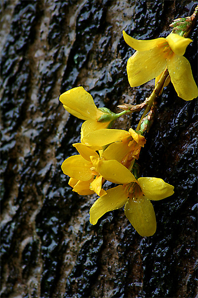 Forsythia Picture Board by Doug McRae