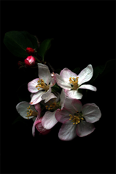 Apple blossom Picture Board by Doug McRae