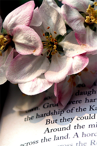 Blossom Picture Board by Doug McRae