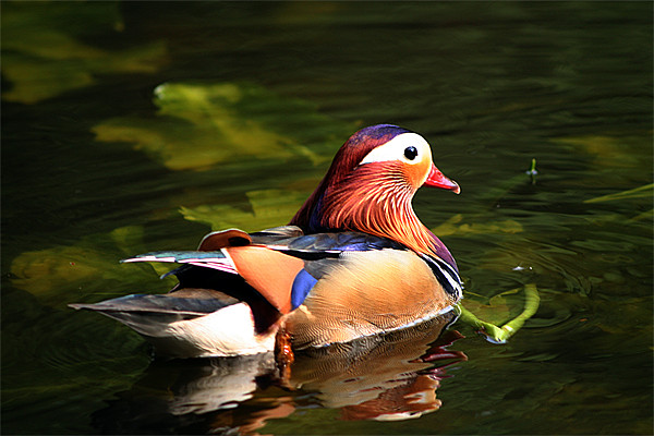 Mandarin Duck Picture Board by Doug McRae