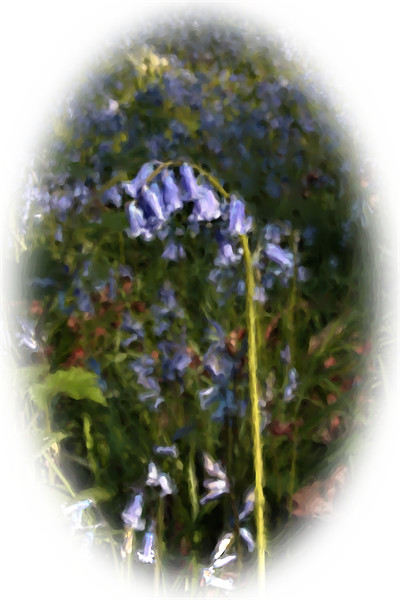 Painted bluebell Picture Board by Doug McRae