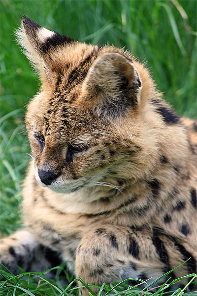 Serval Picture Board by Doug McRae