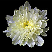 Buy canvas prints of White Chrysanthemum by Doug McRae