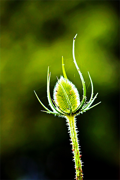 wild teasel Picture Board by Doug McRae