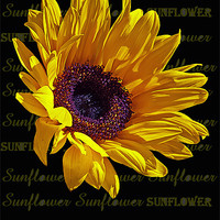 Buy canvas prints of Sunflower head by Doug McRae