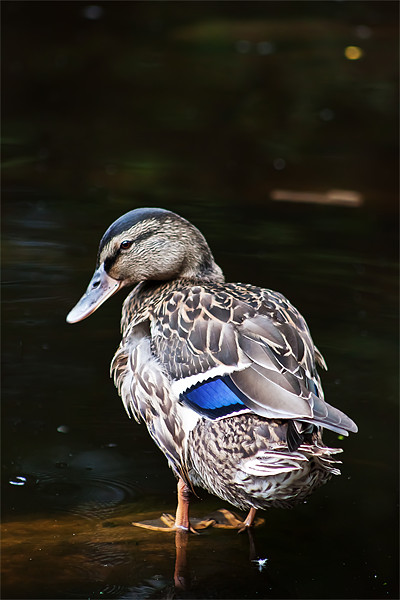 Blue-winged Teal Picture Board by Doug McRae