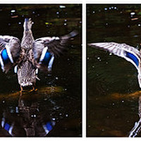 Buy canvas prints of Blue-winged Teal diptych by Doug McRae