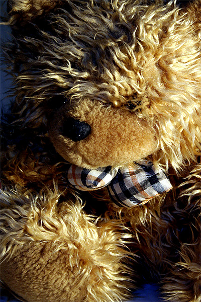 Teddy bear Picture Board by Doug McRae