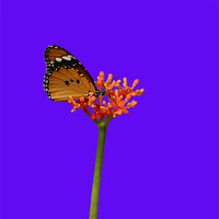 Buy canvas prints of African Monarch Butterfly by Sandi-Cockayne ADPS