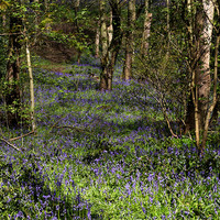 Buy canvas prints of A Walk In Bluebell Woods by Sandi-Cockayne ADPS