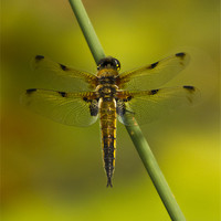 Buy canvas prints of Four Spotted Chaser by Sandi-Cockayne ADPS