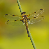 Buy canvas prints of Four Spotted Chaser by Sandi-Cockayne ADPS