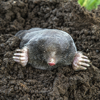 Buy canvas prints of I Am A Mole, And I Live In A Hole! by Sandi-Cockayne ADPS