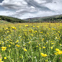 Buy canvas prints of Dalescapes:  Gunnerside Buttercups by Sandi-Cockayne ADPS