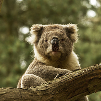 Buy canvas prints of  Wild Koala by Sandi-Cockayne ADPS