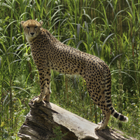 Buy canvas prints of  Cheetah - Acinonyx jubatus by Sandi-Cockayne ADPS