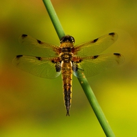 Buy canvas prints of Four Spotted Chaser Dragonfly by Sandi-Cockayne ADPS