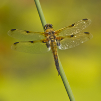 Buy canvas prints of Four Spotted Chaser Dragonfly II by Sandi-Cockayne ADPS