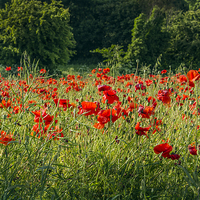 Buy canvas prints of  Simply Poppies by Sandi-Cockayne ADPS