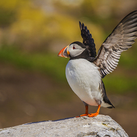 Buy canvas prints of  In A Flap, At Inner Farne! by Sandi-Cockayne ADPS