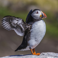 Buy canvas prints of  Puffin In A Flap by Sandi-Cockayne ADPS