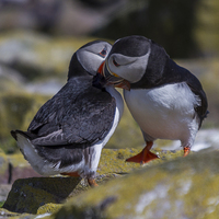 Buy canvas prints of  Puffins In Love by Sandi-Cockayne ADPS
