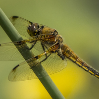 Buy canvas prints of  Four Spotted Chaser by Sandi-Cockayne ADPS