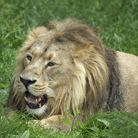 Buy canvas prints of  Lunch Anyone? - Iblis, Asiatic Male Lion by Sandi-Cockayne ADPS