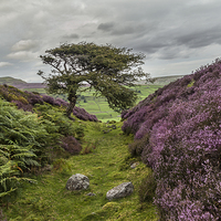 Buy canvas prints of  The Gnarly Tree & Heather Of Grinton Moor by Sandi-Cockayne ADPS